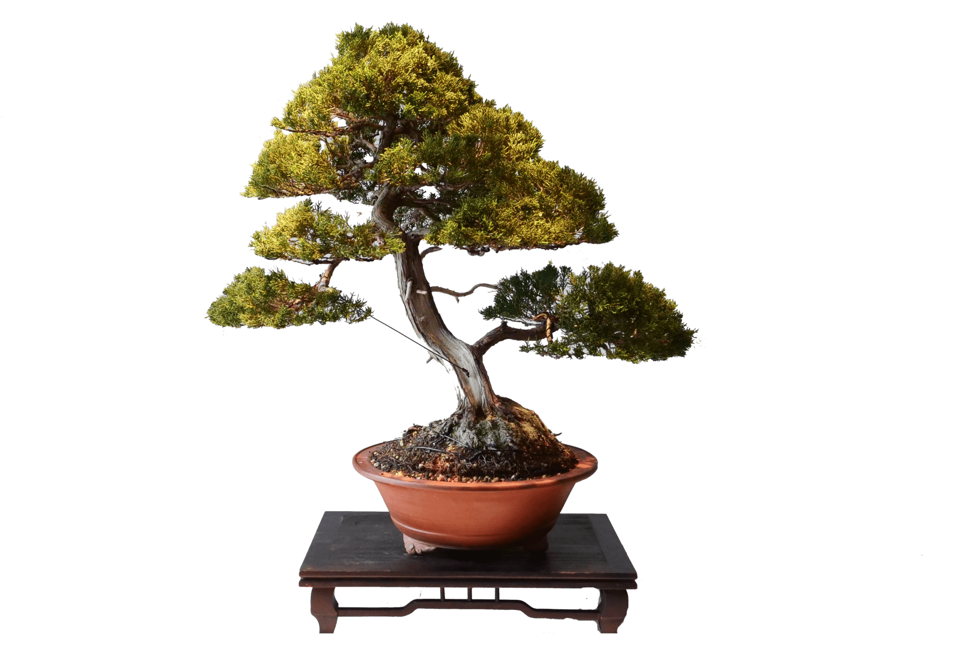 seo_bonsai_marketing_png about-us